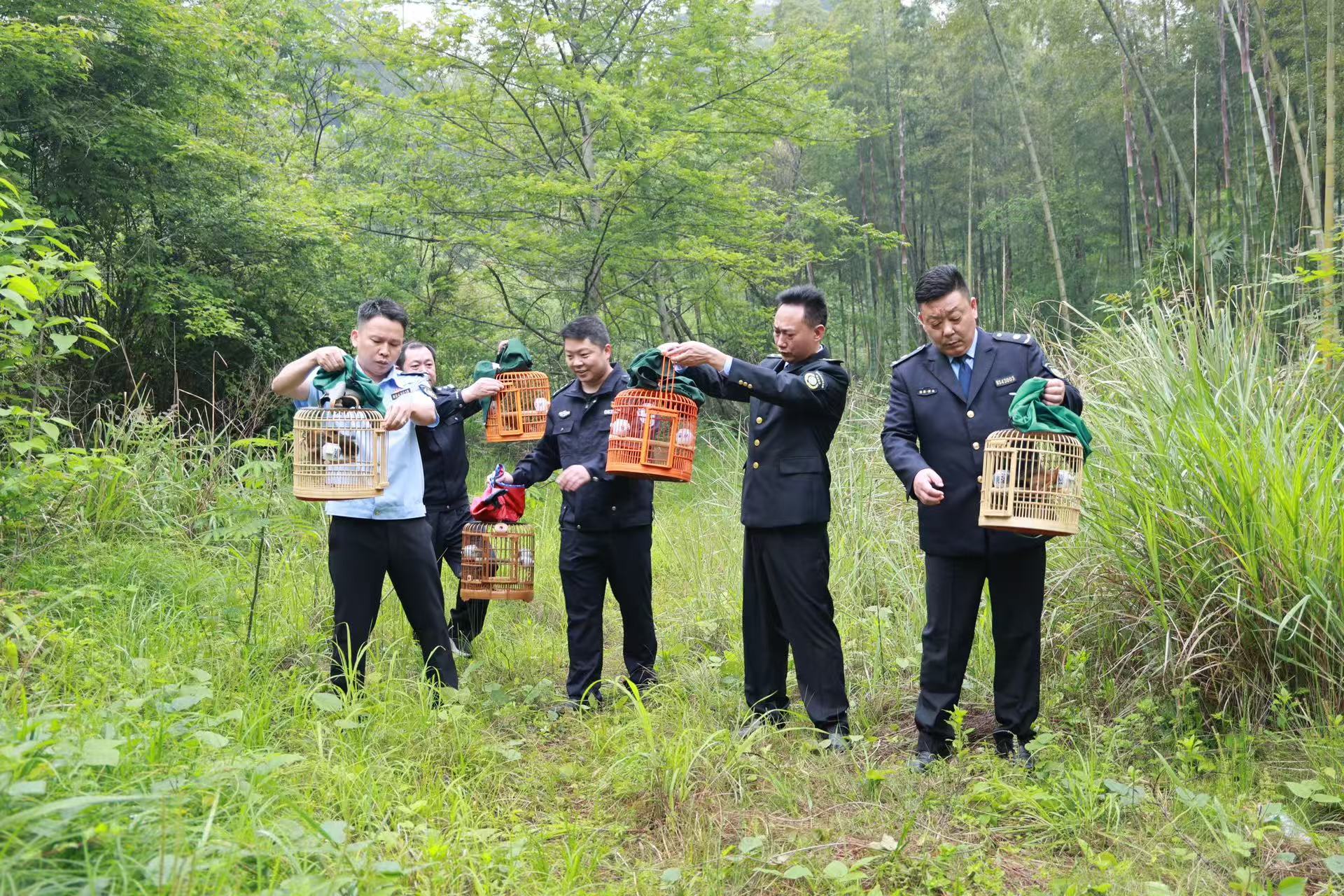 湖南南山国家公园候选区放归五只国家二级重点保护野生动物画眉鸟_fororder_1