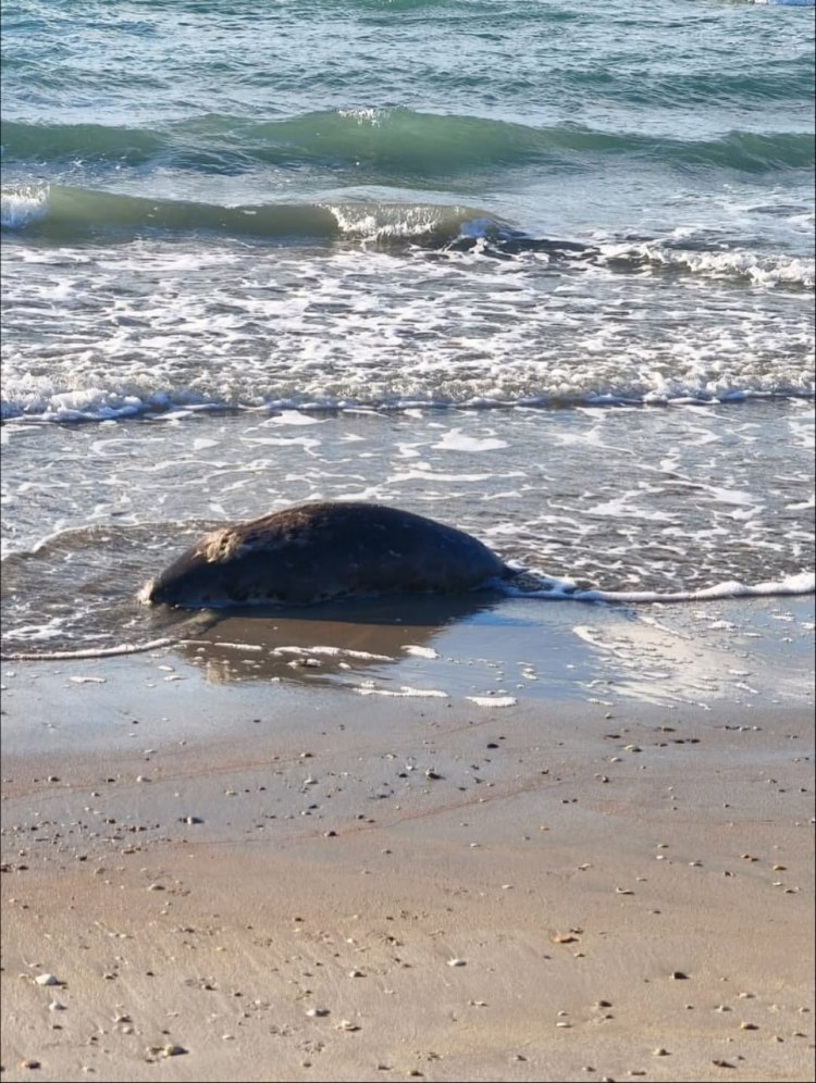 哈萨克斯坦里海沿岸发现百余只死亡海豹
