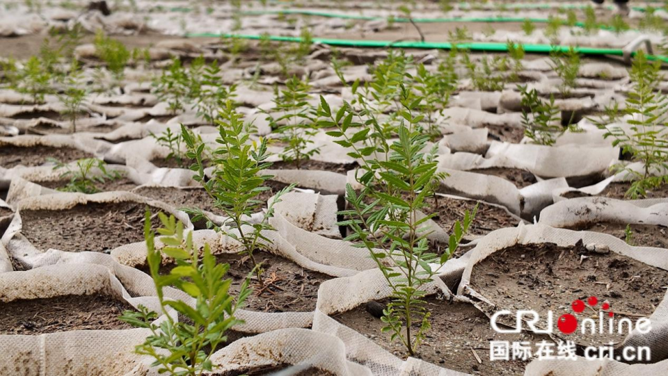 【环着沙漠看新疆】沙漠点“绿”成金，厚植绿色家底_fororder_图片2