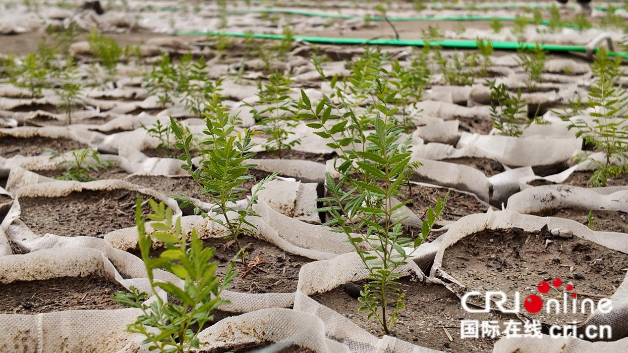 【环着沙漠看新疆】沙漠点“绿”成金，厚植绿色家底_fororder_图片2