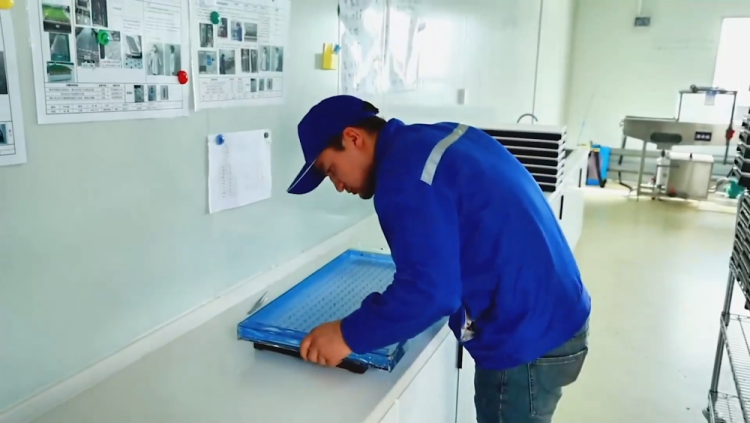 新疆库车：植物工厂让农民变身“科技农人”