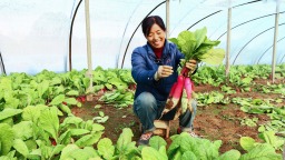 天水武山：冬收“水人参” 甜了种菜农