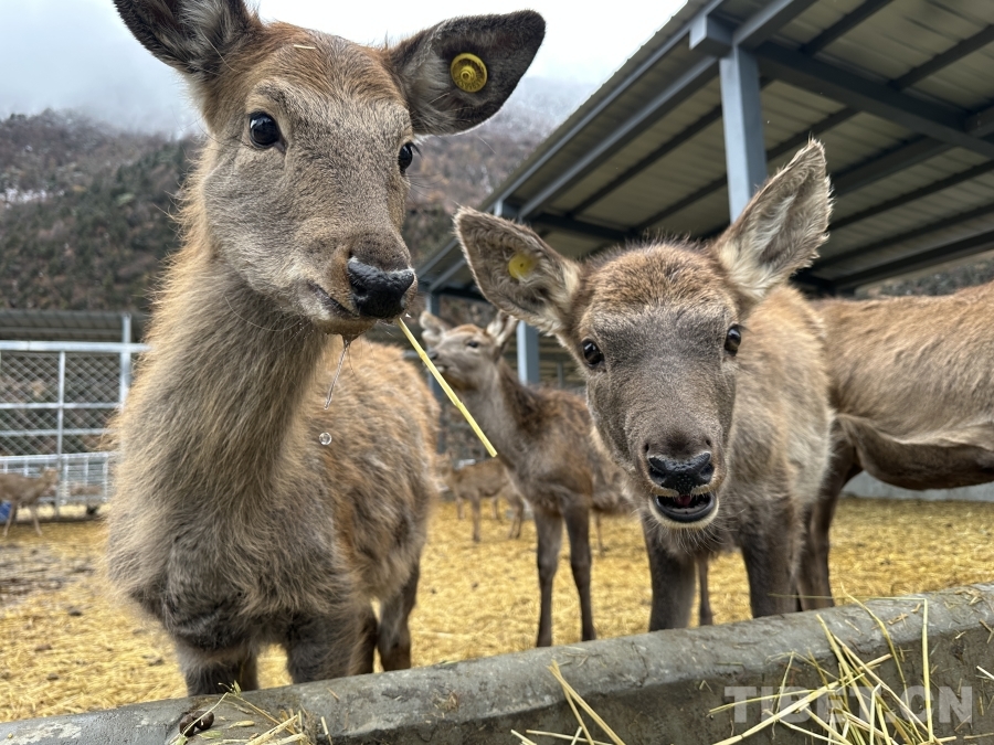 【牢记嘱托 共建美丽新西藏】娘蒲乡样本：一只梅花鹿“驮”起的乡村振兴链