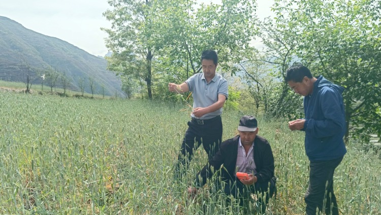 陇南宕昌：“一喷三防”抗旱减灾保夏粮_fororder_县农业农村局工作人员正在田间查看小麦长势
