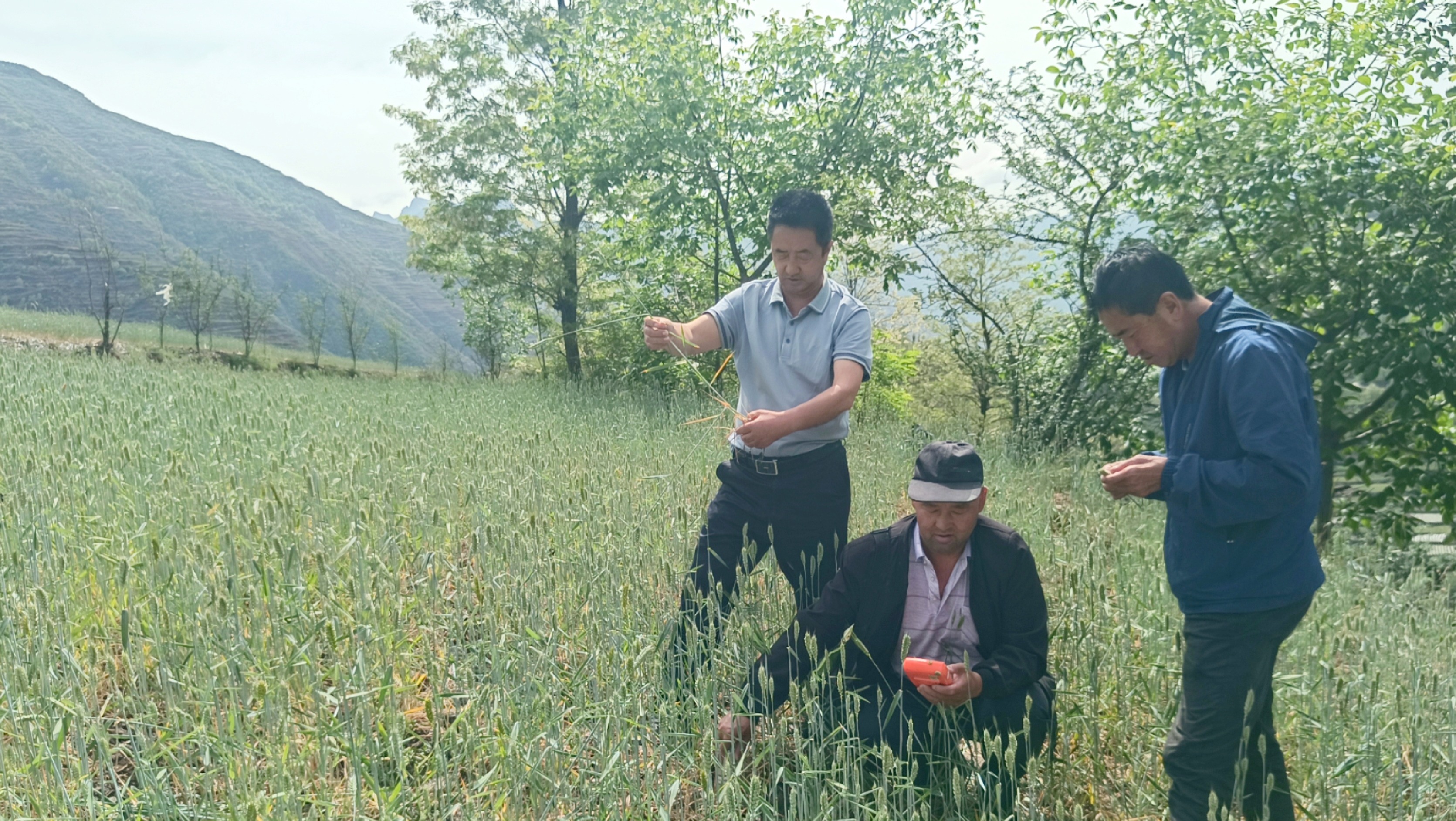 陇南宕昌：“一喷三防”抗旱减灾保夏粮_fororder_县农业农村局工作人员正在田间查看小麦长势