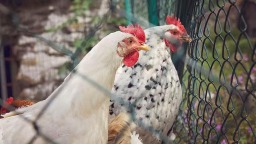 日本茨城县一养鸡场确认高致病性禽流感疫情