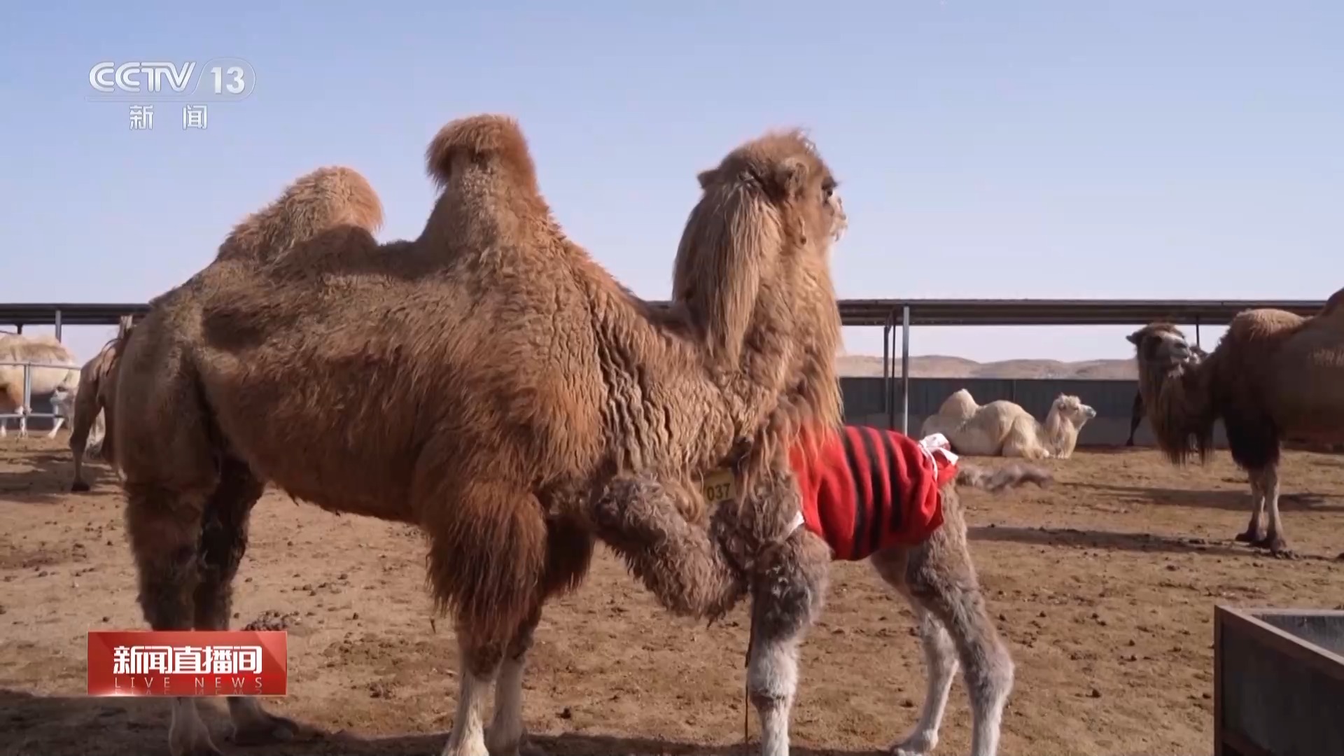 “驼生”第一步 快来围观驼羔摇摇晃晃的日常