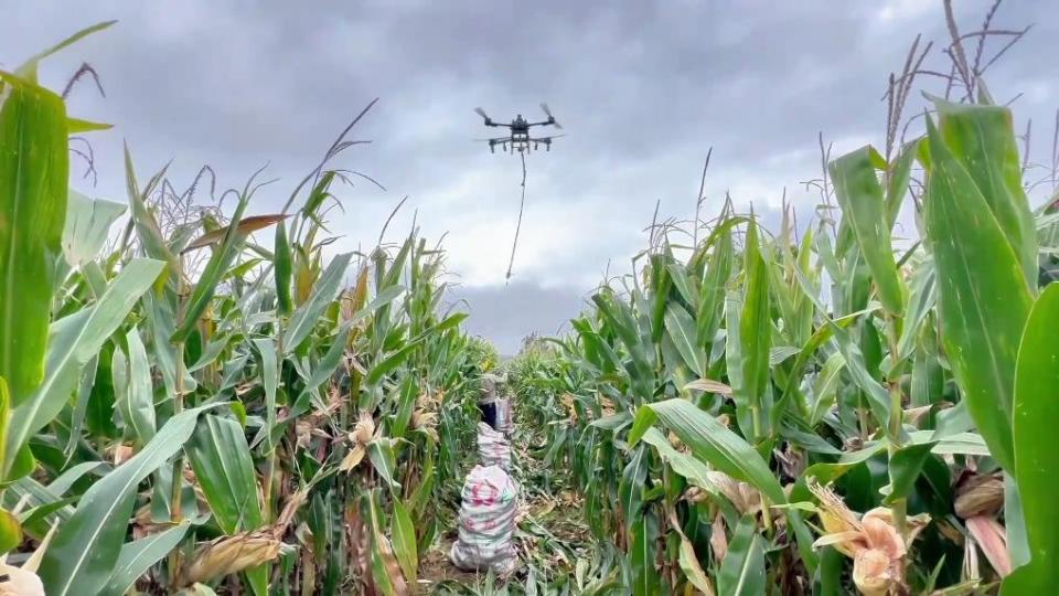 新华视点丨连阴雨袭扰秋收季 全国多地抢收保秋粮