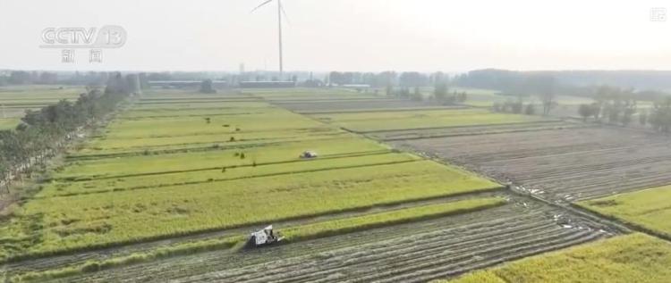 各地多举措战阴雨抢秋收：“粮食银行”护粮减损 烘干链闭环助农“收好粮卖好价”