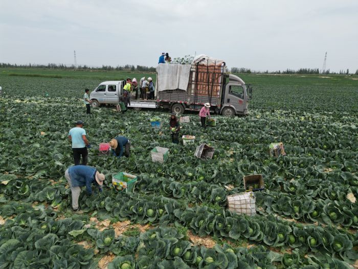 兰州新区：特色种植助力乡村振兴