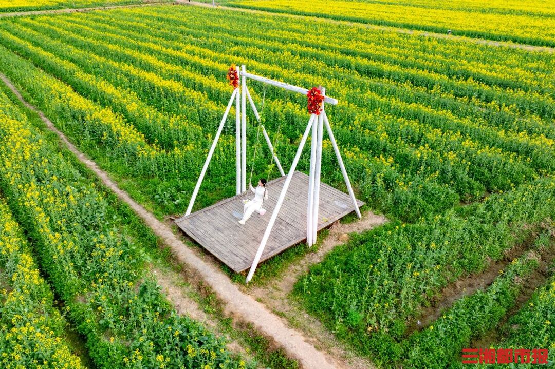 遍地金黄入画来 湖南多地油菜花迎来最美花期