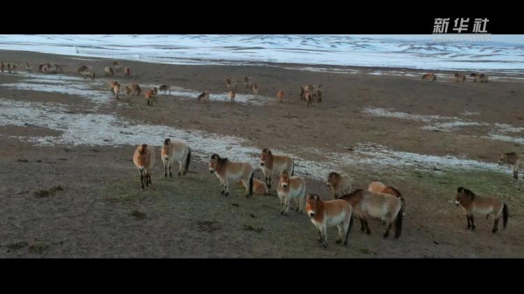 新春走基层丨旷野逐风：守护普氏野马的日与夜