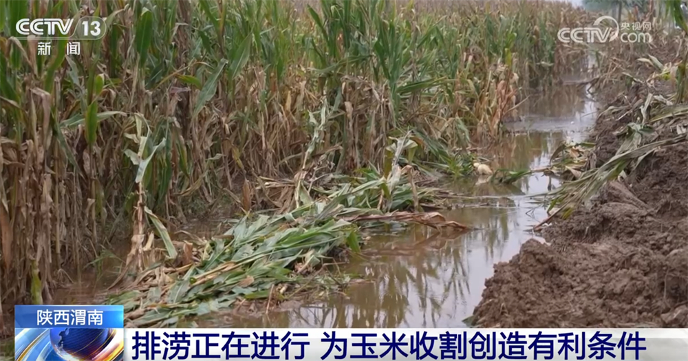 多地“攥指成拳”打响秋收“攻坚战” 排涝、抢收、抢烘有序开展