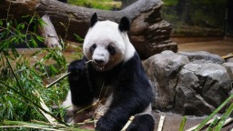 大熊猫“晓晓”和“蕾蕾”今将从日本返回中国