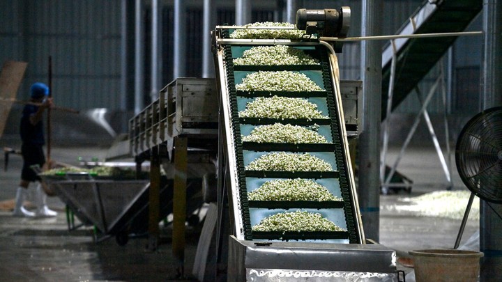 宝藏之城丨这座小城的茉莉花香飘世界