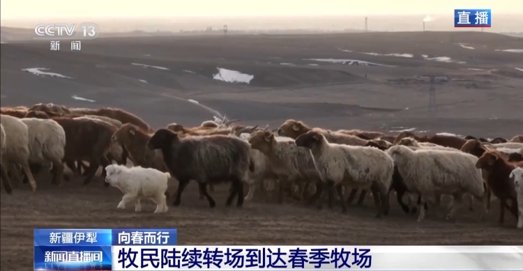 羊咩咩穿上了高科技“新衣”！来看新疆伊犁河谷牲畜春季转场