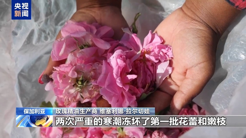 玫瑰采收季 美关税政策令保加利亚精油生产商添隐忧