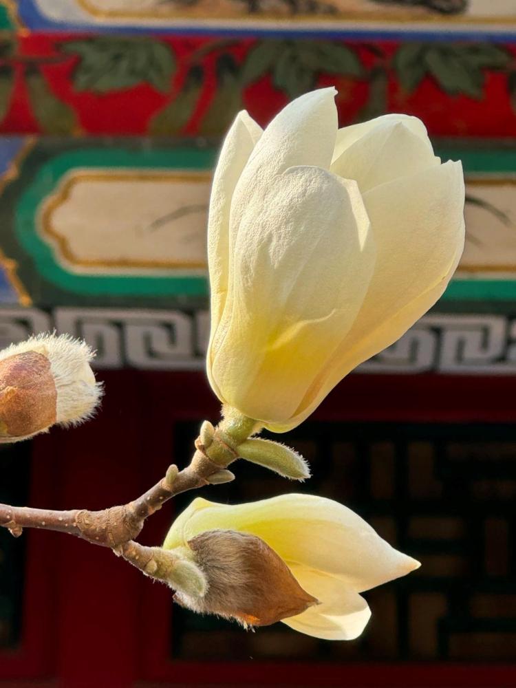 文化中国行·文博日历丨早春玉兰开 一起到全国古迹去追花（附打卡攻略）