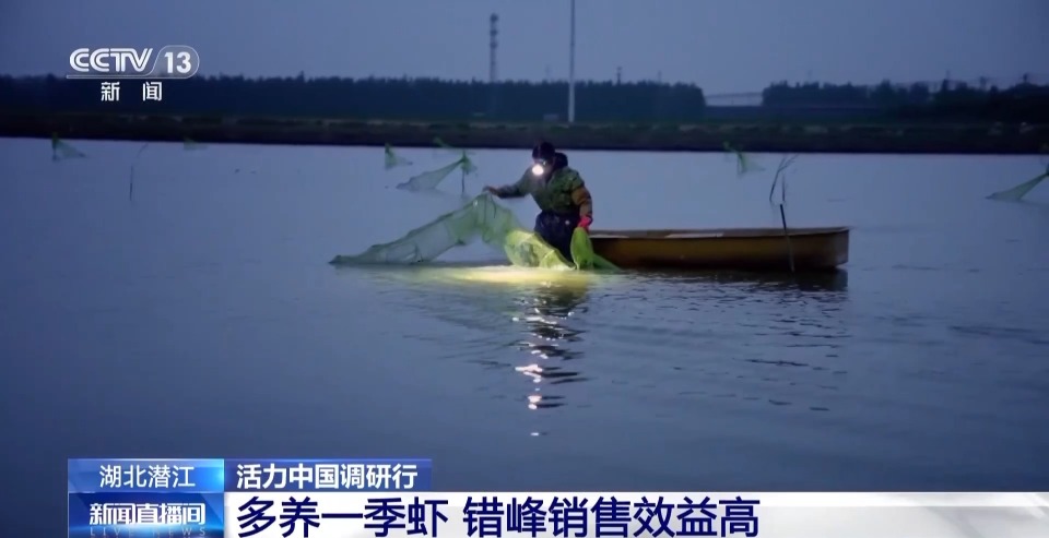 活力中国调研行丨湖北潜江大个儿“炮头虾”正“四季速达”你的餐桌