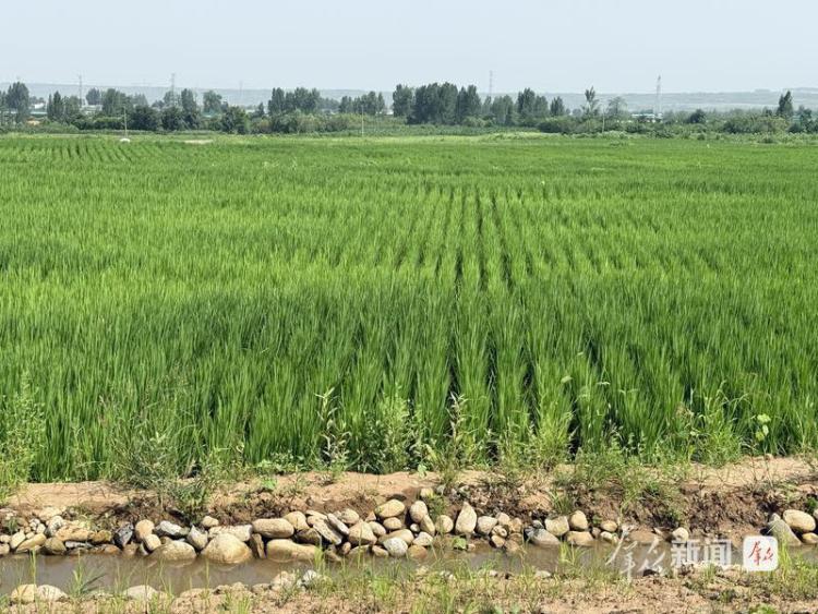 野鸭戏水、白鹭归来！秦岭脚下，处处皆是田园画