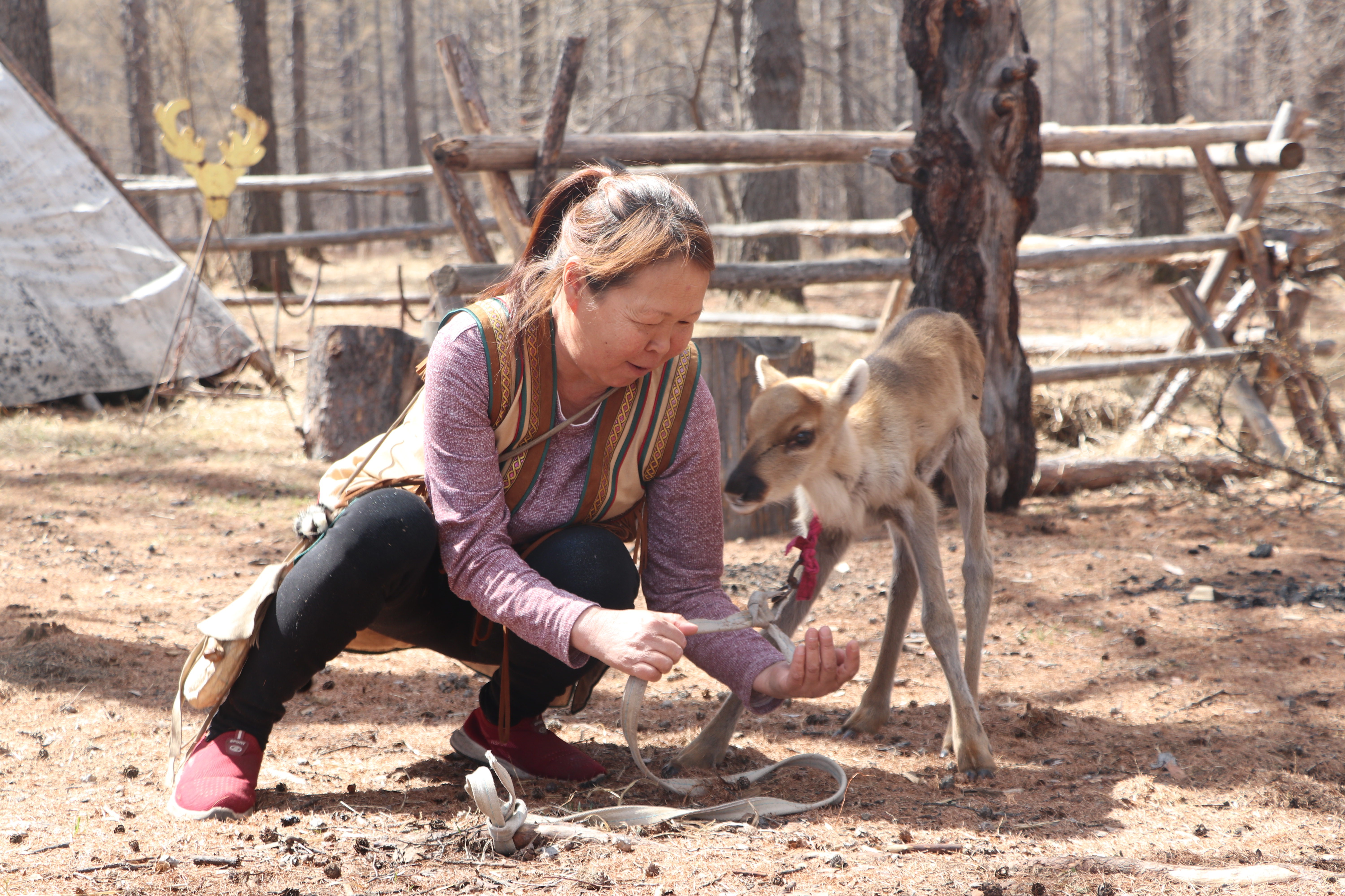 呼伦贝尔根河市迎来驯鹿产仔季_fororder_123