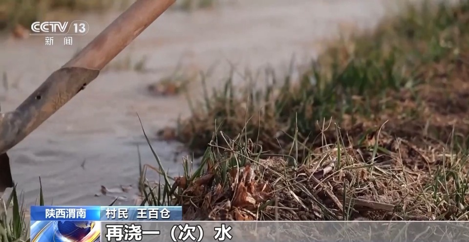 滴灌技术+农技人员指导 关中平原返青期小麦春灌作业积极推进