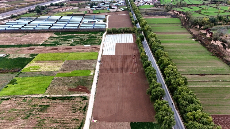 天水市清水县永清镇：“菜园子”充实农户“钱袋子”_fororder_DJI_20251104093230_0601_D_副本_20251106103515_AI看图