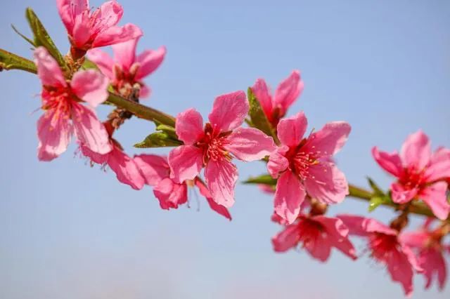 二十载灼灼桃花映春色 八千年悠悠文脉启新程——秦安以花为媒文旅商融合步履铿锵_fororder_mmexporte89b0e38af703a723c57e8f33b7fdfd4_1745721405124