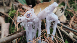 湖南新宁首现大规模水晶兰群落