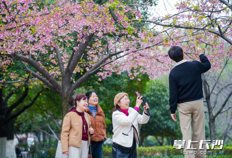 樱花妆点长沙春韵