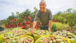 乐东贵妃芒大批量上市