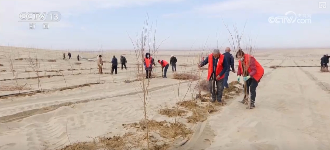 兼具治理与发展!防沙治沙新奇迹接续不绝 “锁”沙逐绿拓宽“绿色防线”