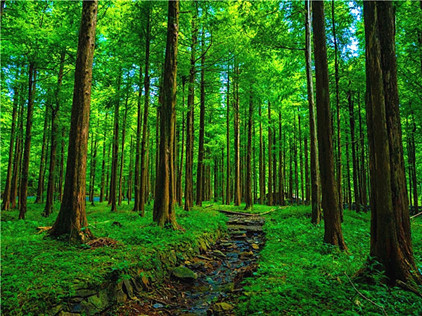 湖南洞口林海生金 绘就生态富民新图景_fororder_图片1