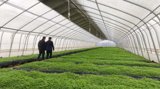 甘肃岷县：良种育良药 药香兆丰年