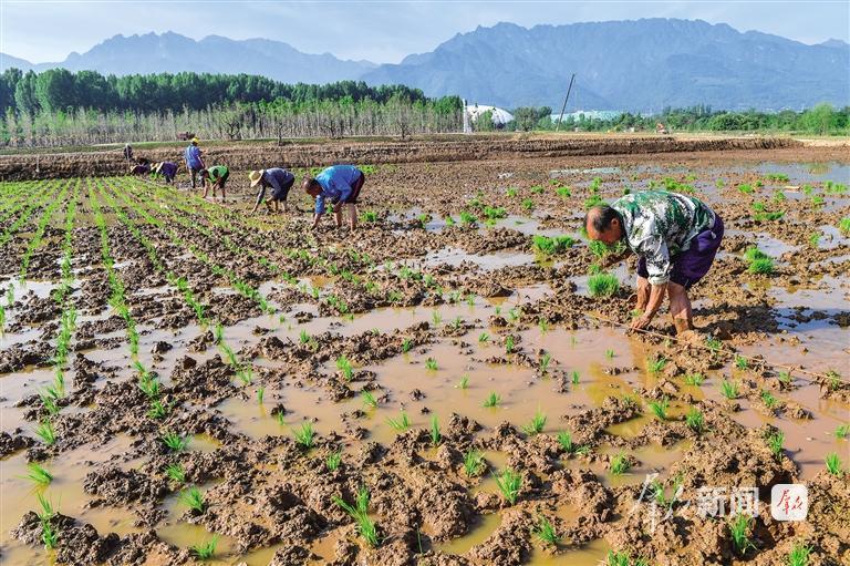 野鸭戏水、白鹭归来！秦岭脚下，处处皆是田园画