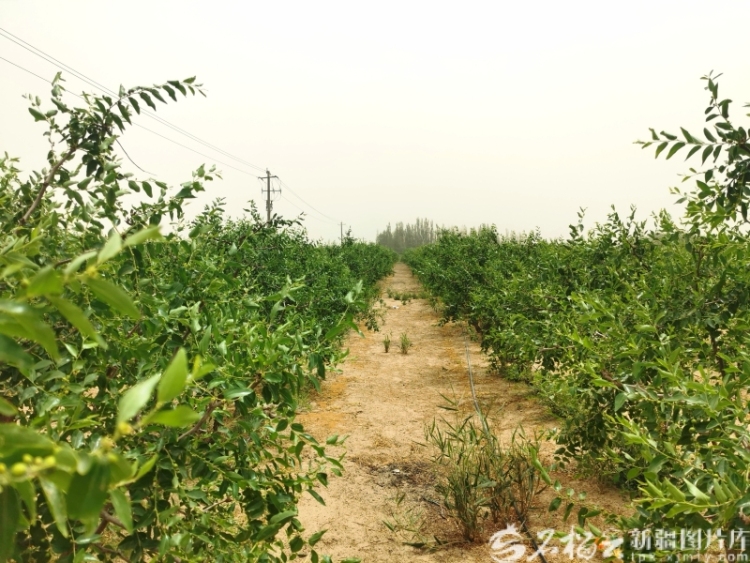 新疆经济看点丨浩瀚沙海长出生态产业链