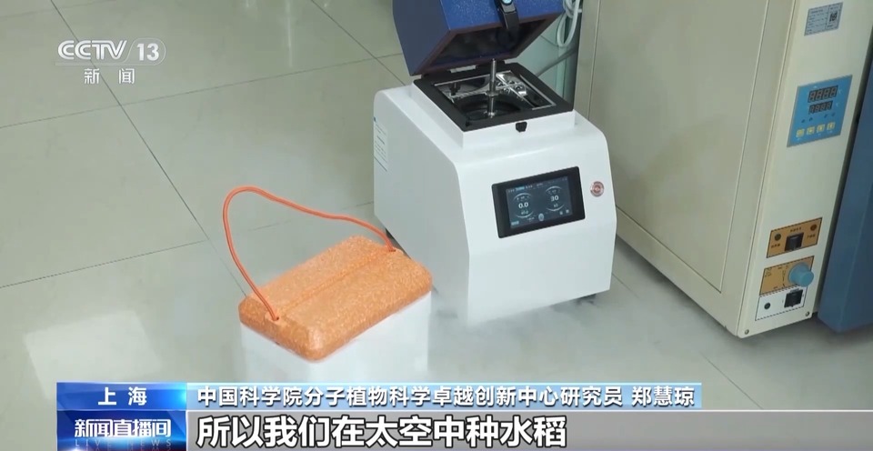 天上的水稻吃起来更甜？一起了解“太空水稻”和普通水稻的不同点