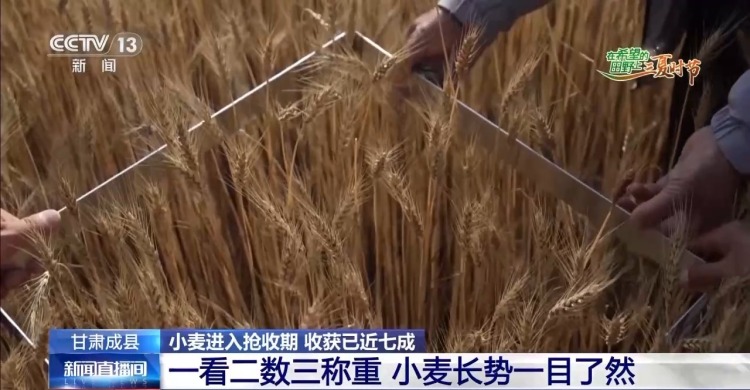 一看二数三称重四“统一” 解锁层层梯田上小麦的丰收密码