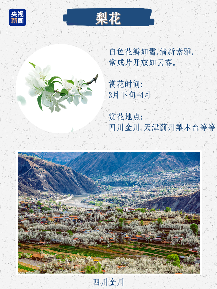 春日限定浪漫！没有什么是这些花不能治愈的