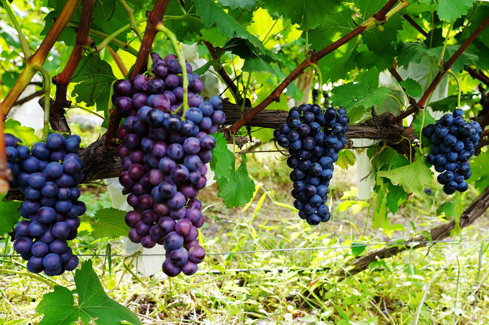 临夏永靖县城北新村：葡萄满枝头 甜蜜迎丰收_fororder_9