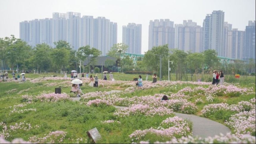 组图丨“莫奈花园”空降洋湖！千亩粉白月见草编织星城春日童话