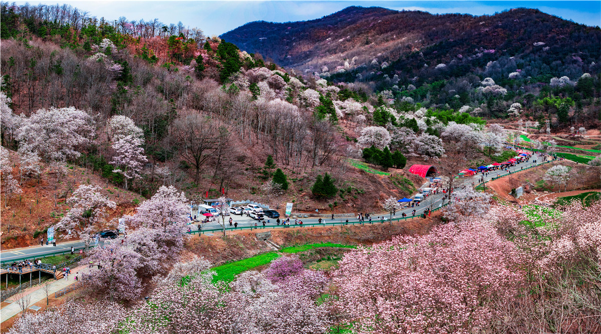 看六安的“一季花海+”