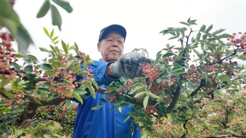 新华视点｜特色农业挖潜力 丰收喜悦满田间