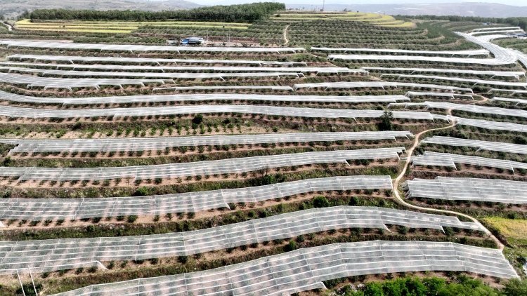 天水金集镇：加快构建现代山地苹果产业“三大体系”夯实乡村振兴根基_fororder_苹果2