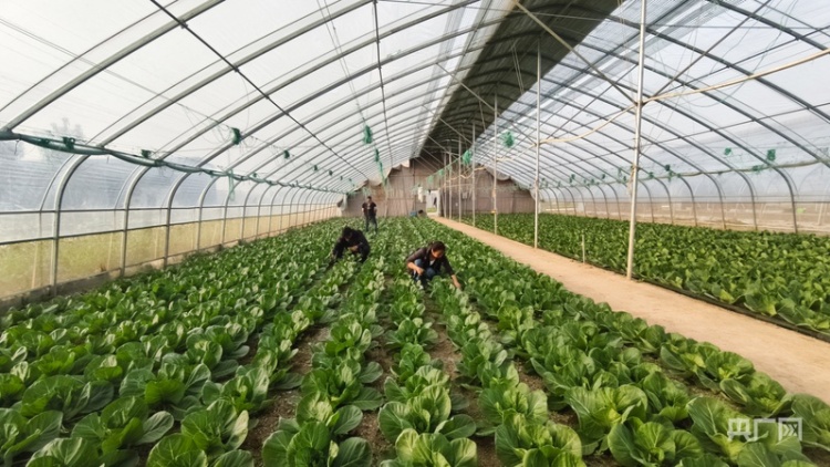 【乡路上，感受脉动中国】大棚“蔬”写乡村新途景 小多肉开出“致富花”