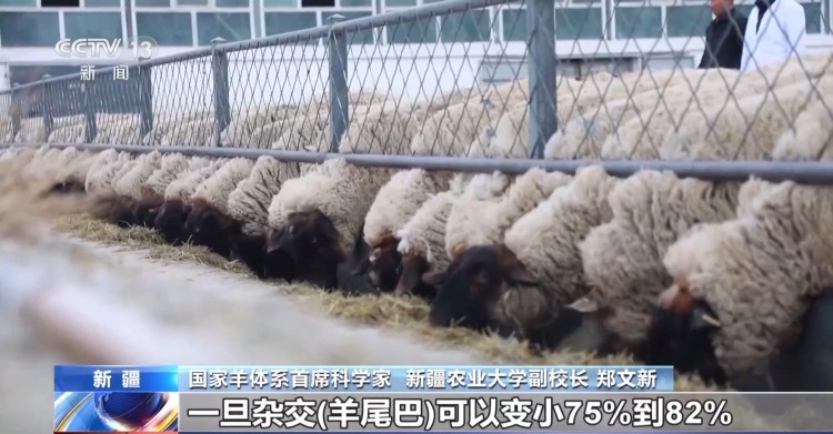羊咩咩穿上了高科技“新衣”！来看新疆伊犁河谷牲畜春季转场