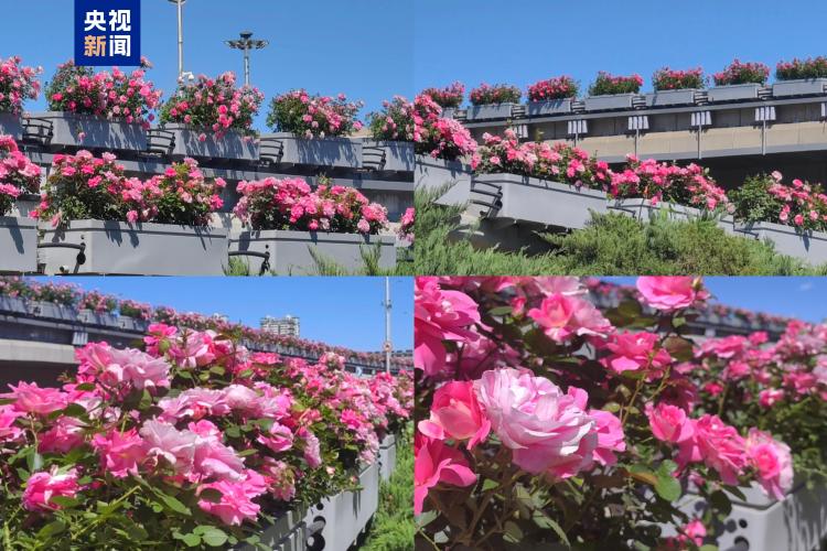 长达65公里 北京四环戴上“月季项链”