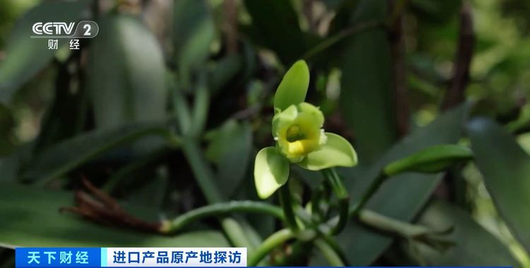 原产地好物直达！“可可大国、香草王国”：我家好物来进博→