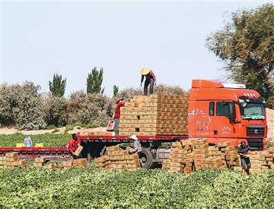 人民日报海外版看新疆 | 哈密：“甜蜜引擎”激活乡村活力