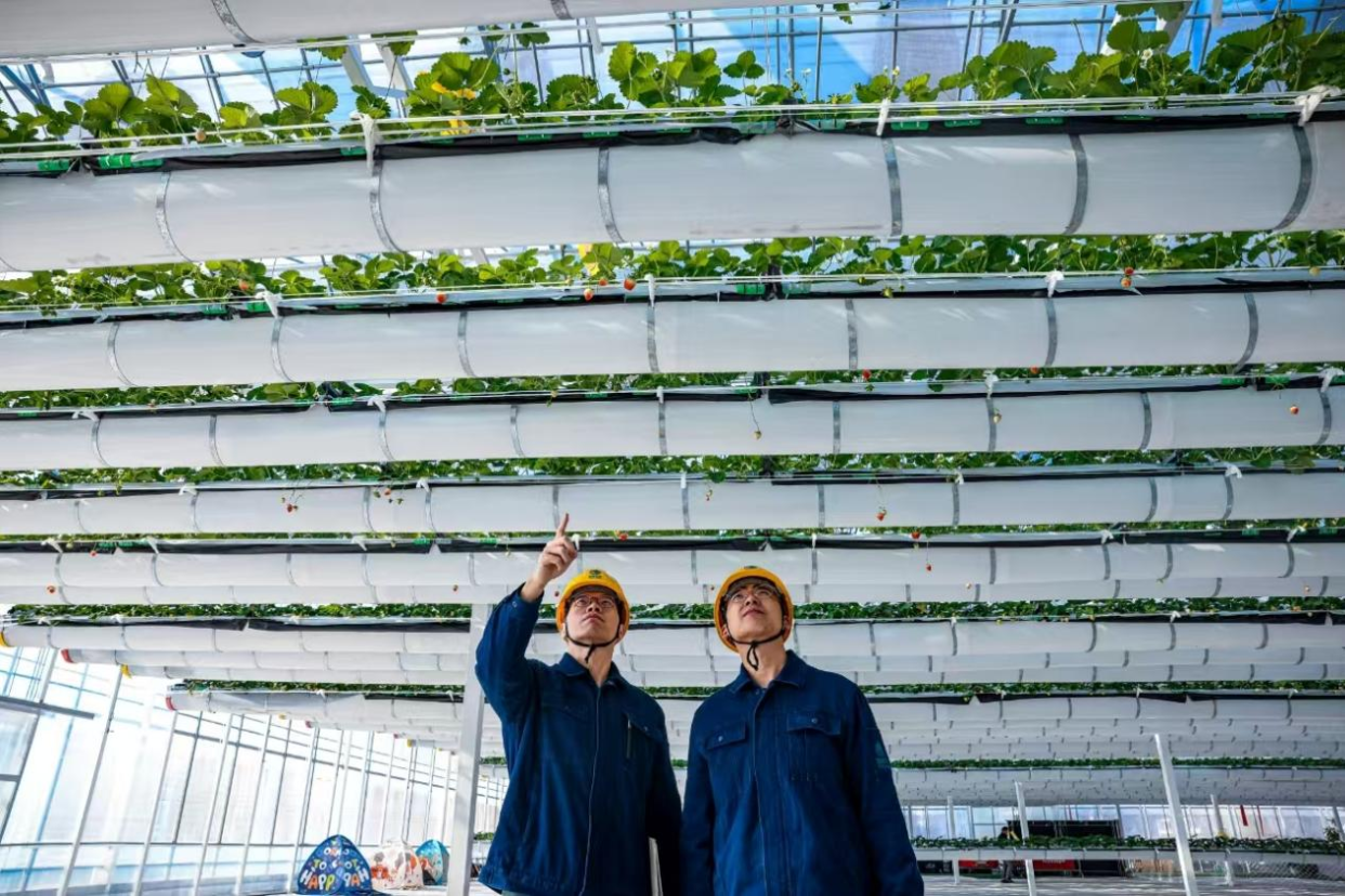 State Grid Hangzhou Power Supply Company: “Smart Spring Plowing” in Fully Electrified Greenhouses_fororder_图片1